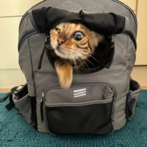 ROCKBROS Folding Bike Pet Bag Backpack